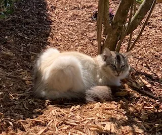 Lost cat in Mobile, AL, 36695