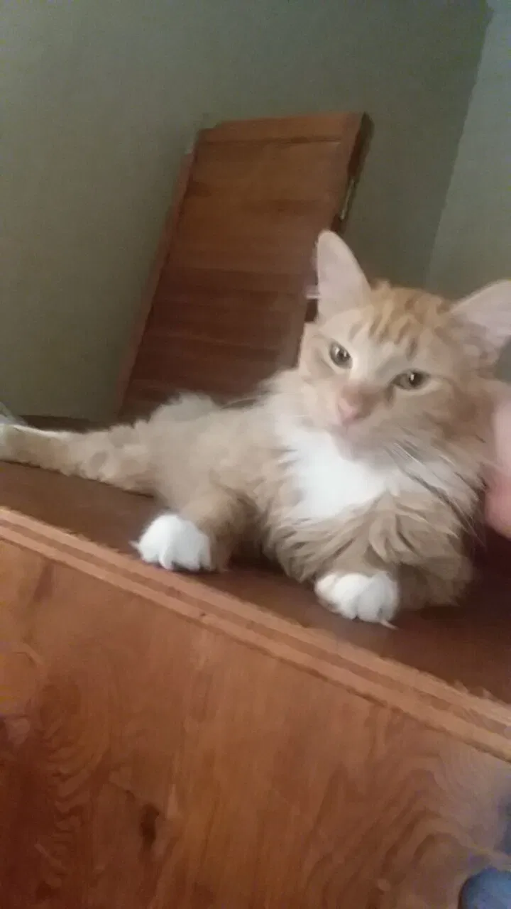 Lost cat in Pendleton, IN, 46064