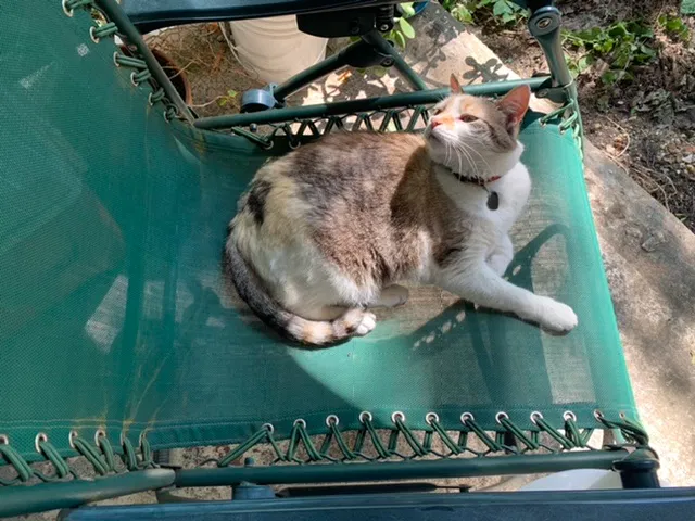 Lost cat in Chattanooga, TN, 37405