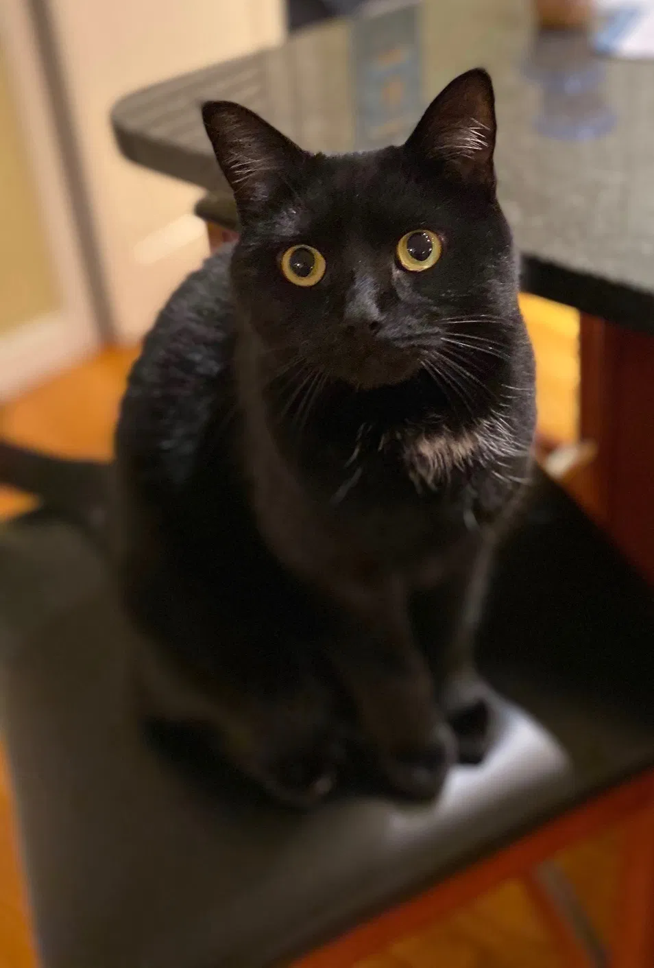 Lost cat in Arlington, MA, 2474