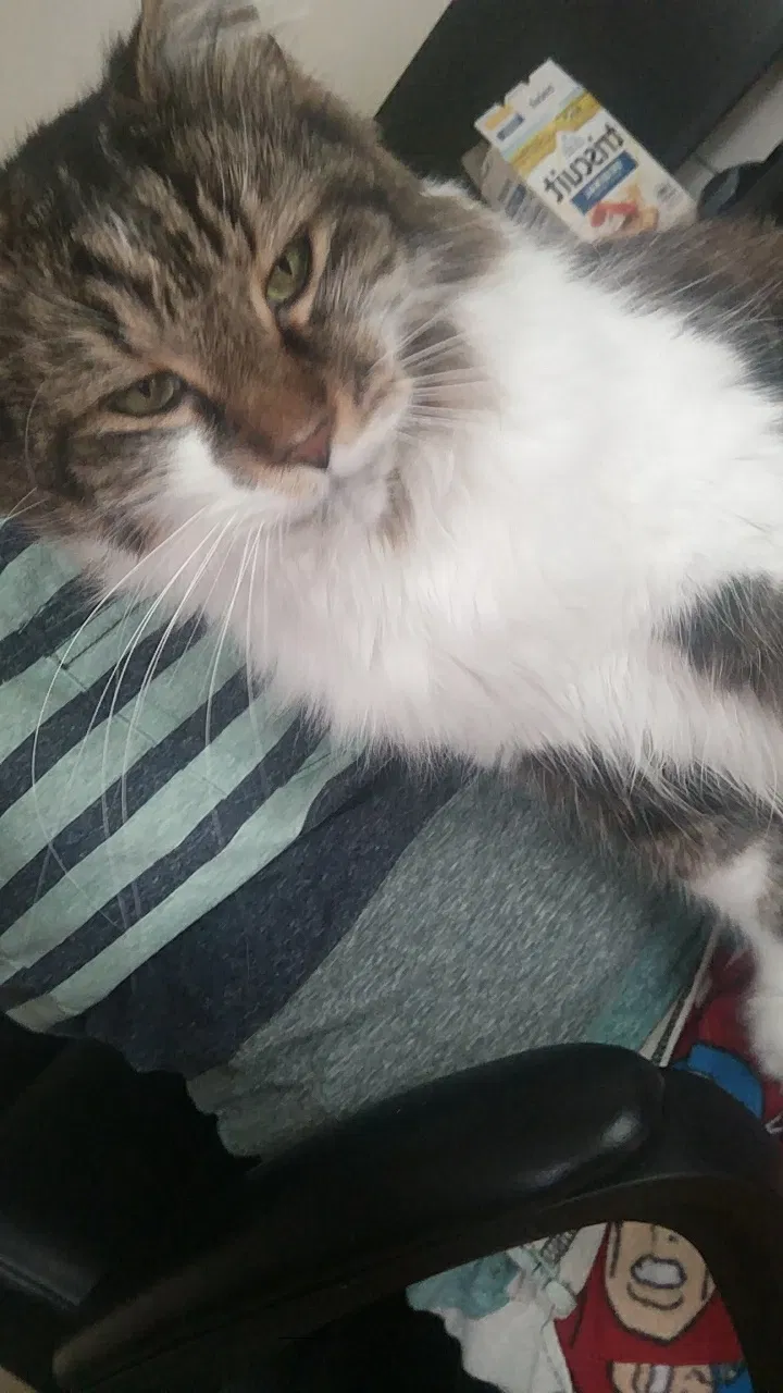 Lost cat in Cleveland, OH, 44121
