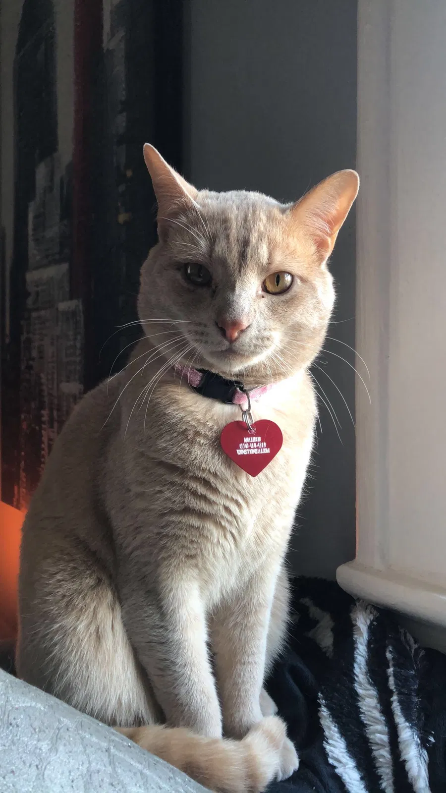 Lost cat in Winston Salem, NC, 27127