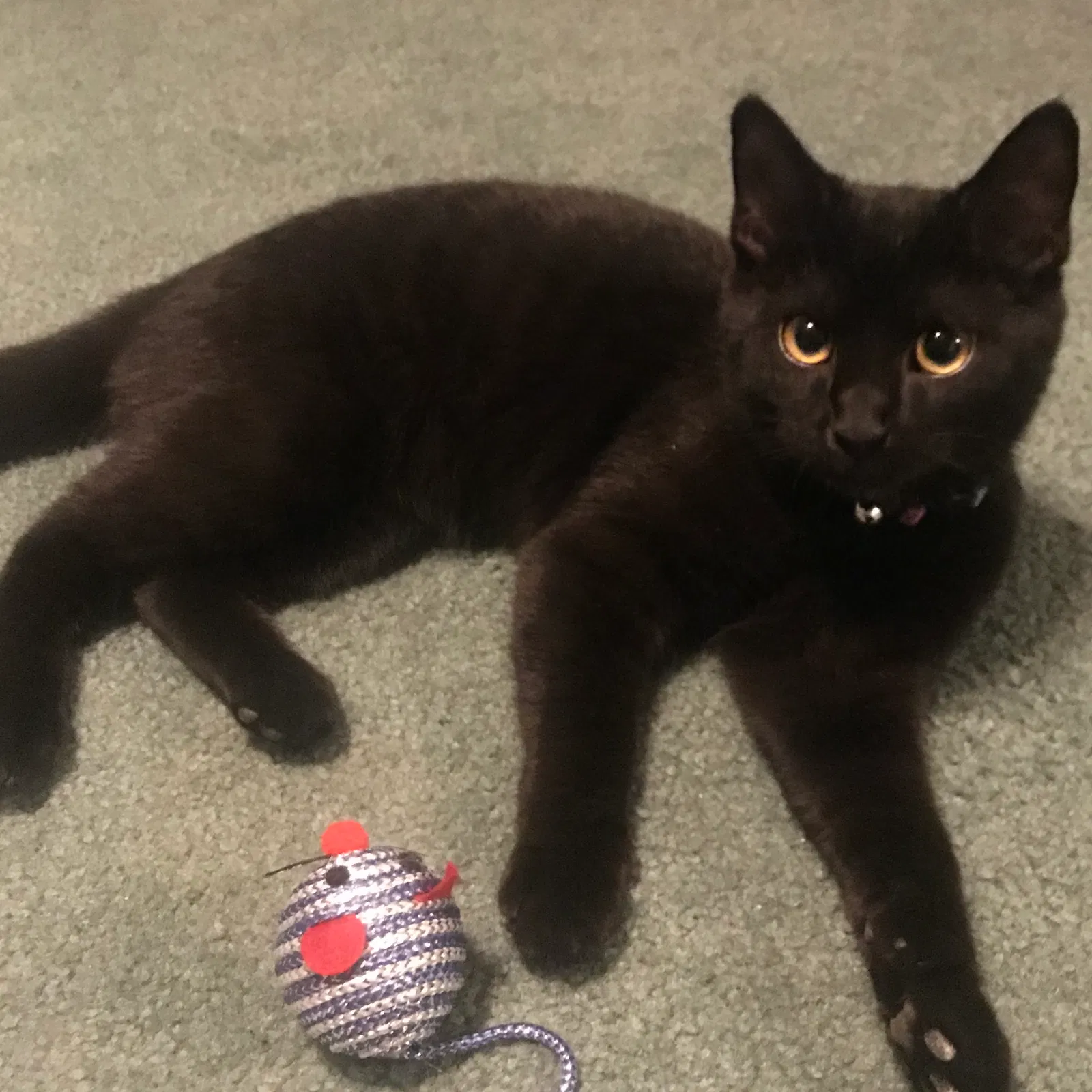 Lost cat in North Jackson, OH, 44451