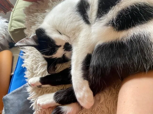 Lost cat in Cleveland, OH, 44113