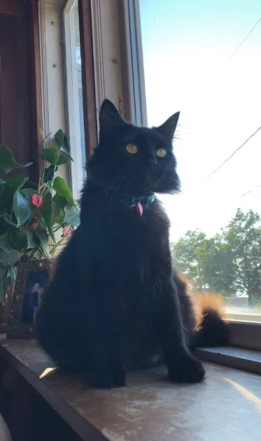 Lost cat in Erie, PA, 16507