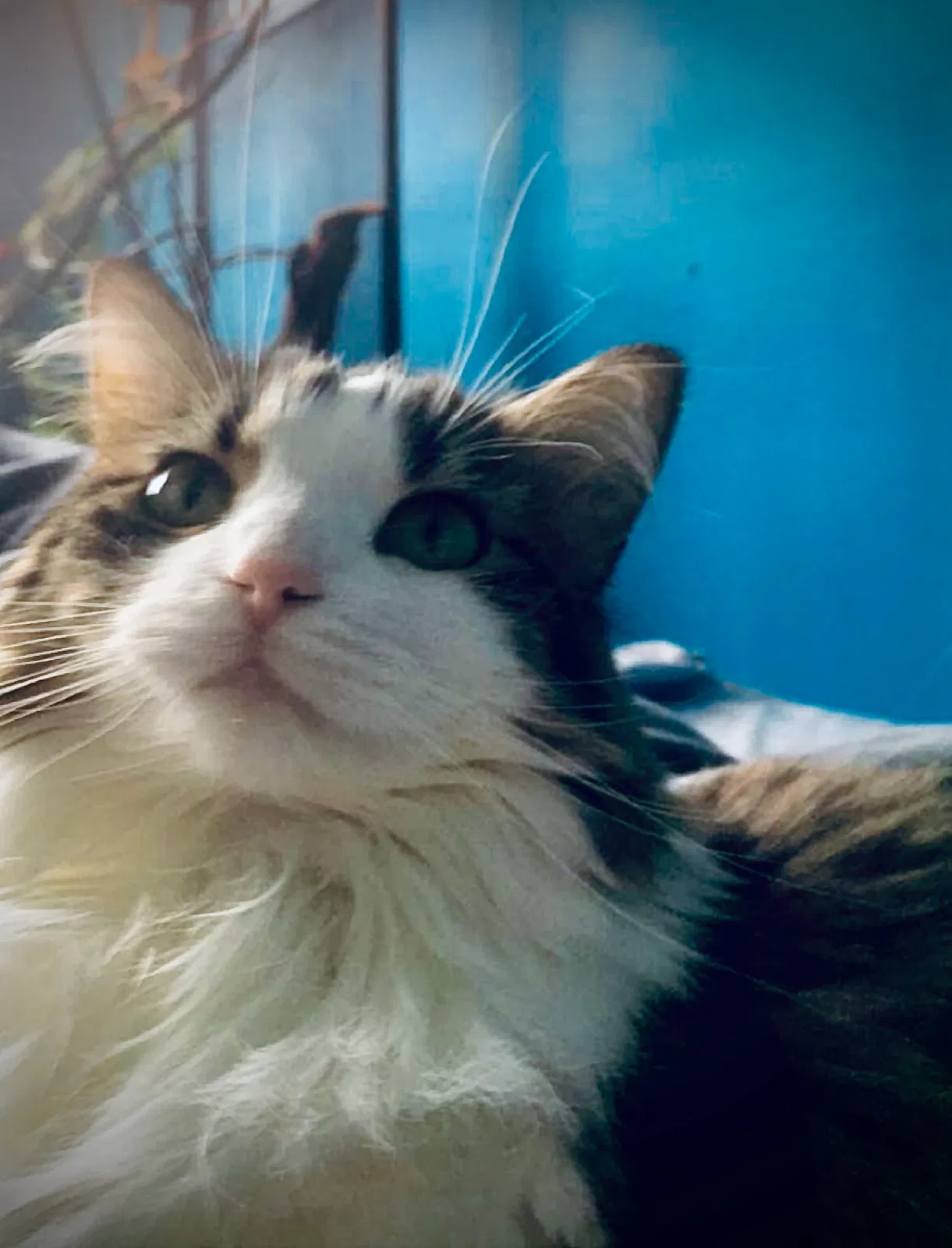 Lost cat in Mount Prospect, IL, 60056