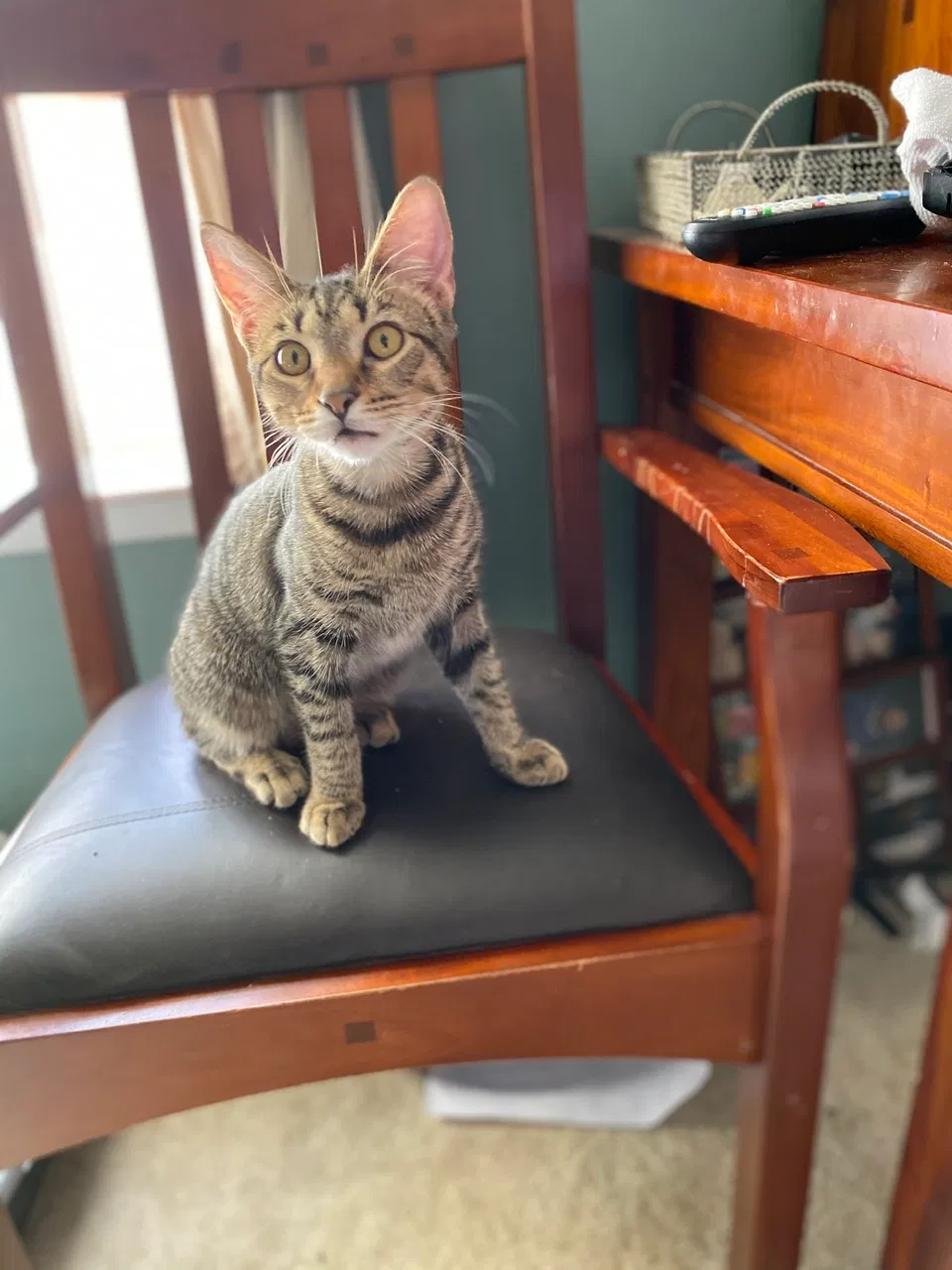 Lost cat in Glen Burnie, MD, 21060