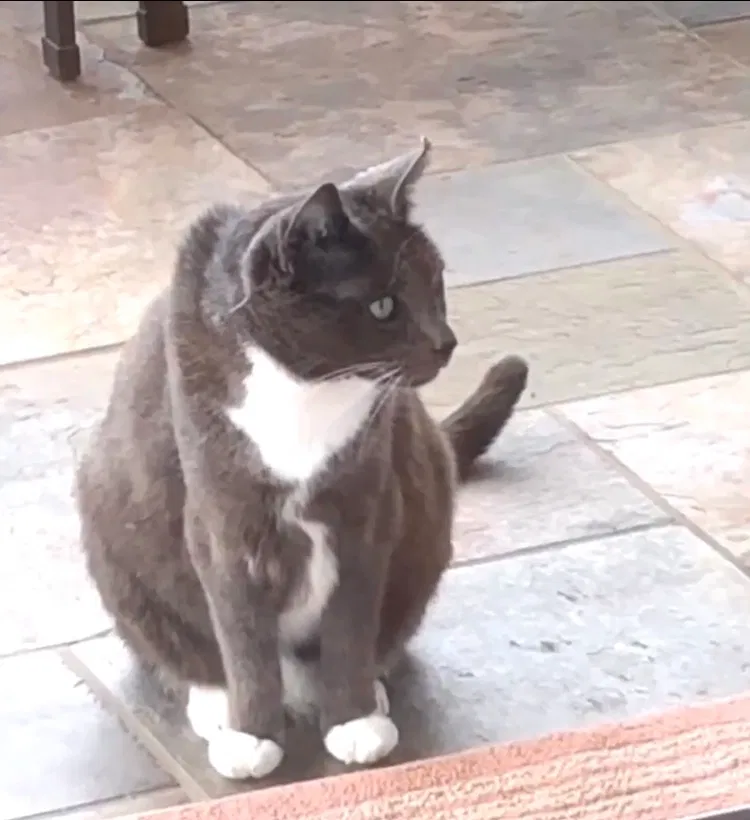 Lost cat in Seattle, WA, 98115