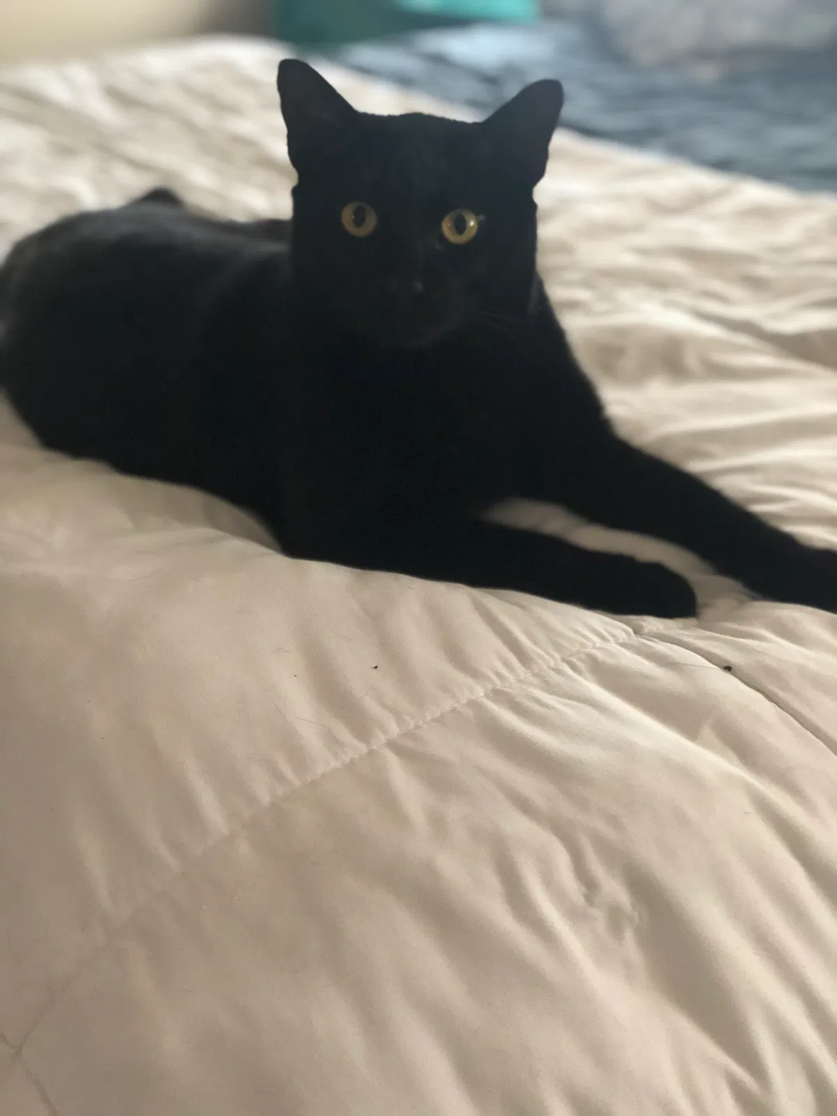 Lost cat in Belton, TX, 76513