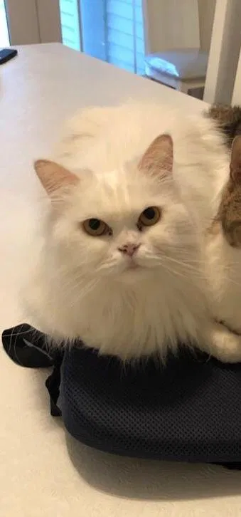 Lost cat in Hopkinton, MA, 1748