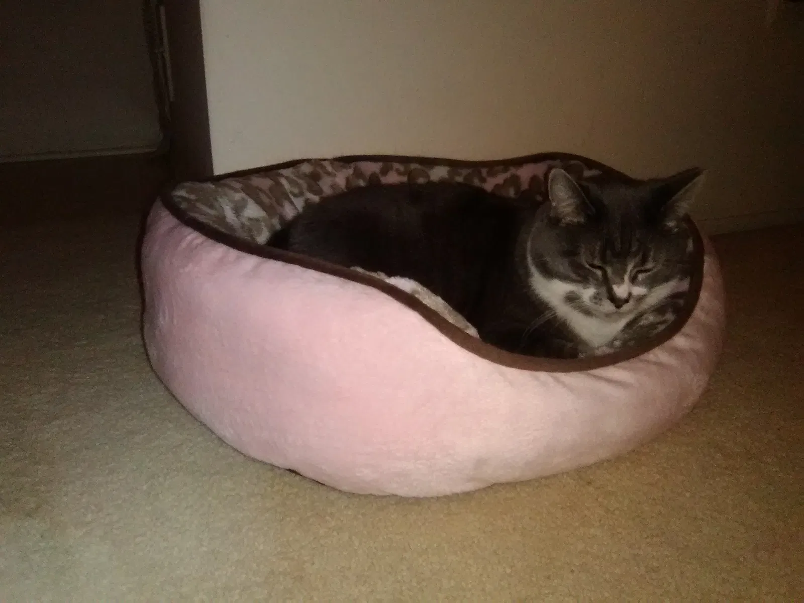 Lost cat in Taylor, MI, 48180
