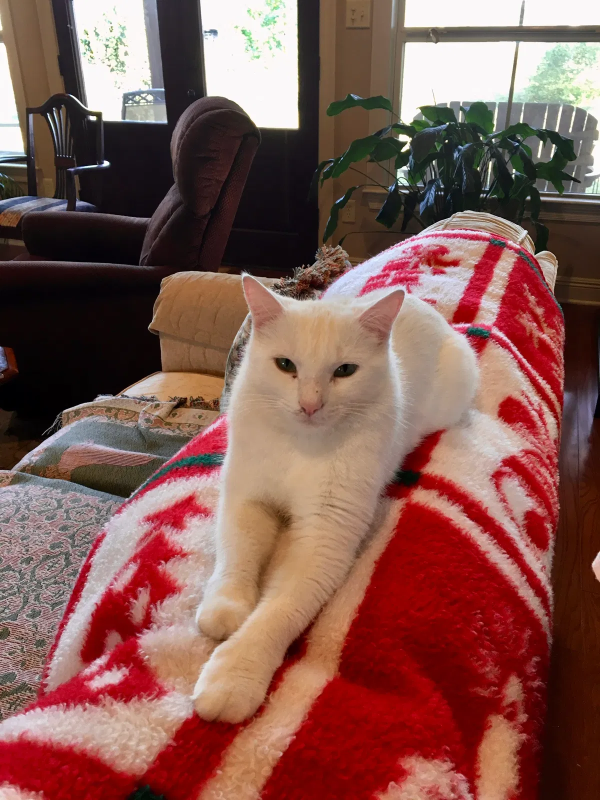 Lost cat in Lafayette, LA, 70507