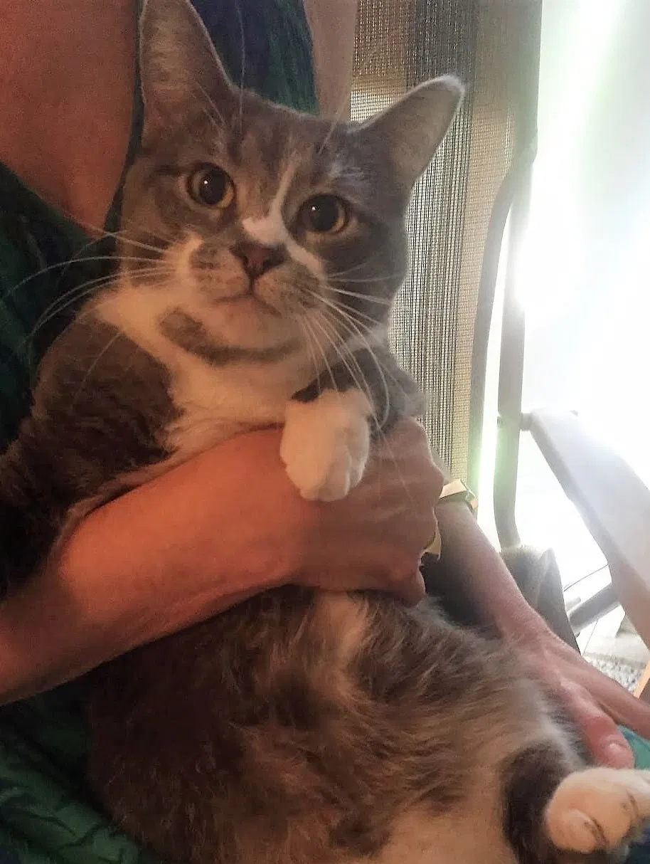 Lost cat in Taylor, MI, 48180