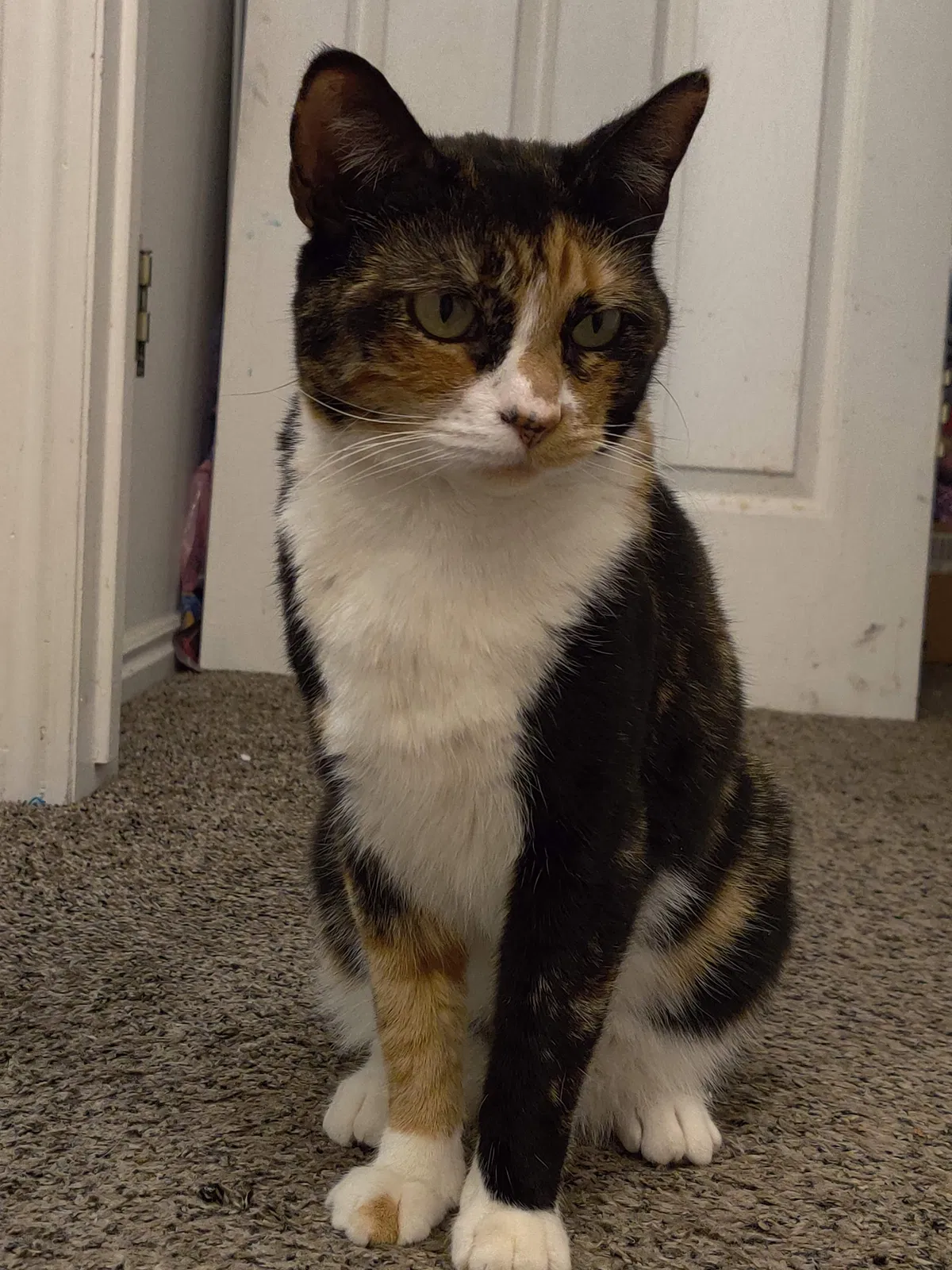 Lost cat in Orem, UT, 84059