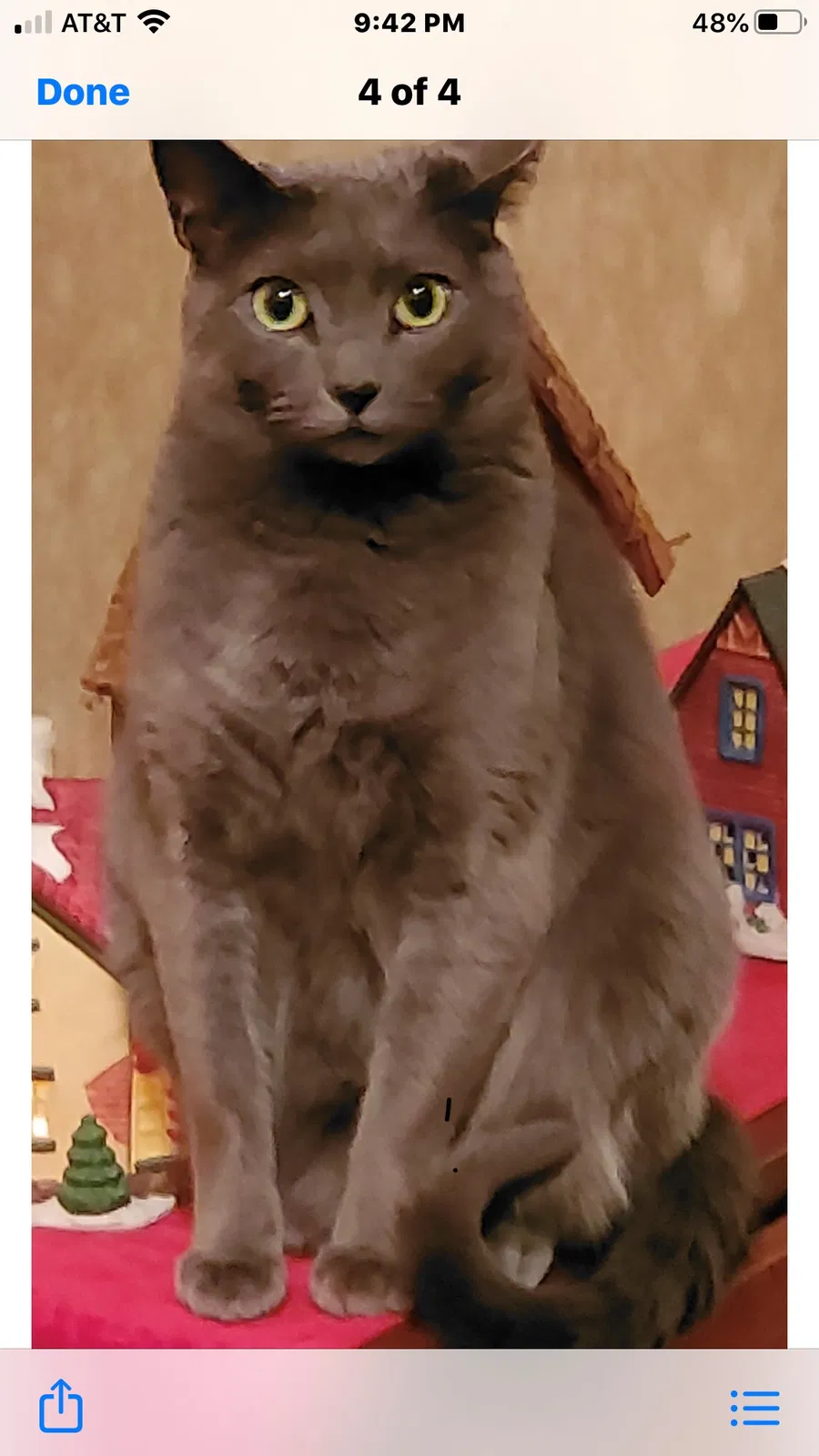 Lost cat in Chattanooga, TN, 37421