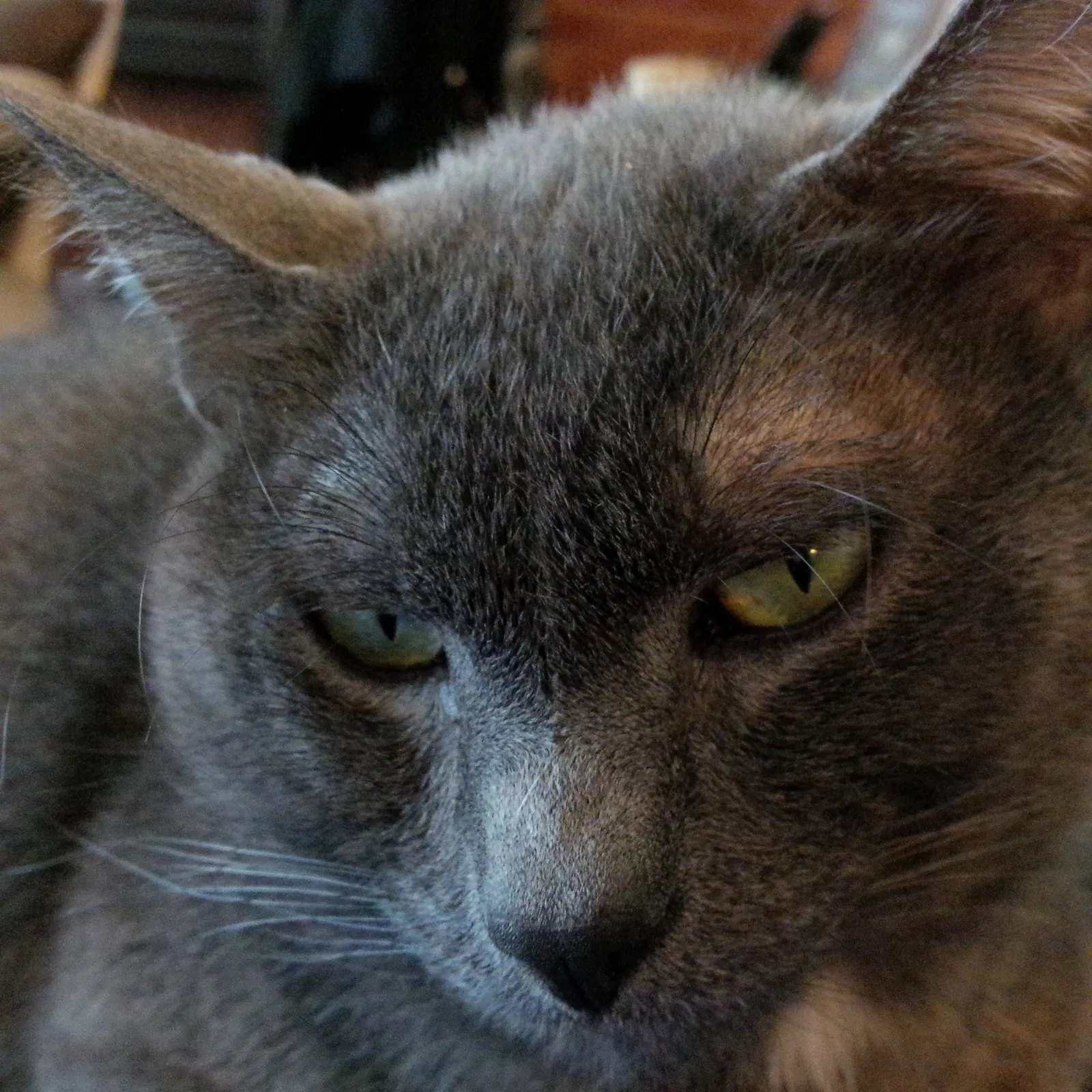 Lost cat in Frederick, MD, 21701