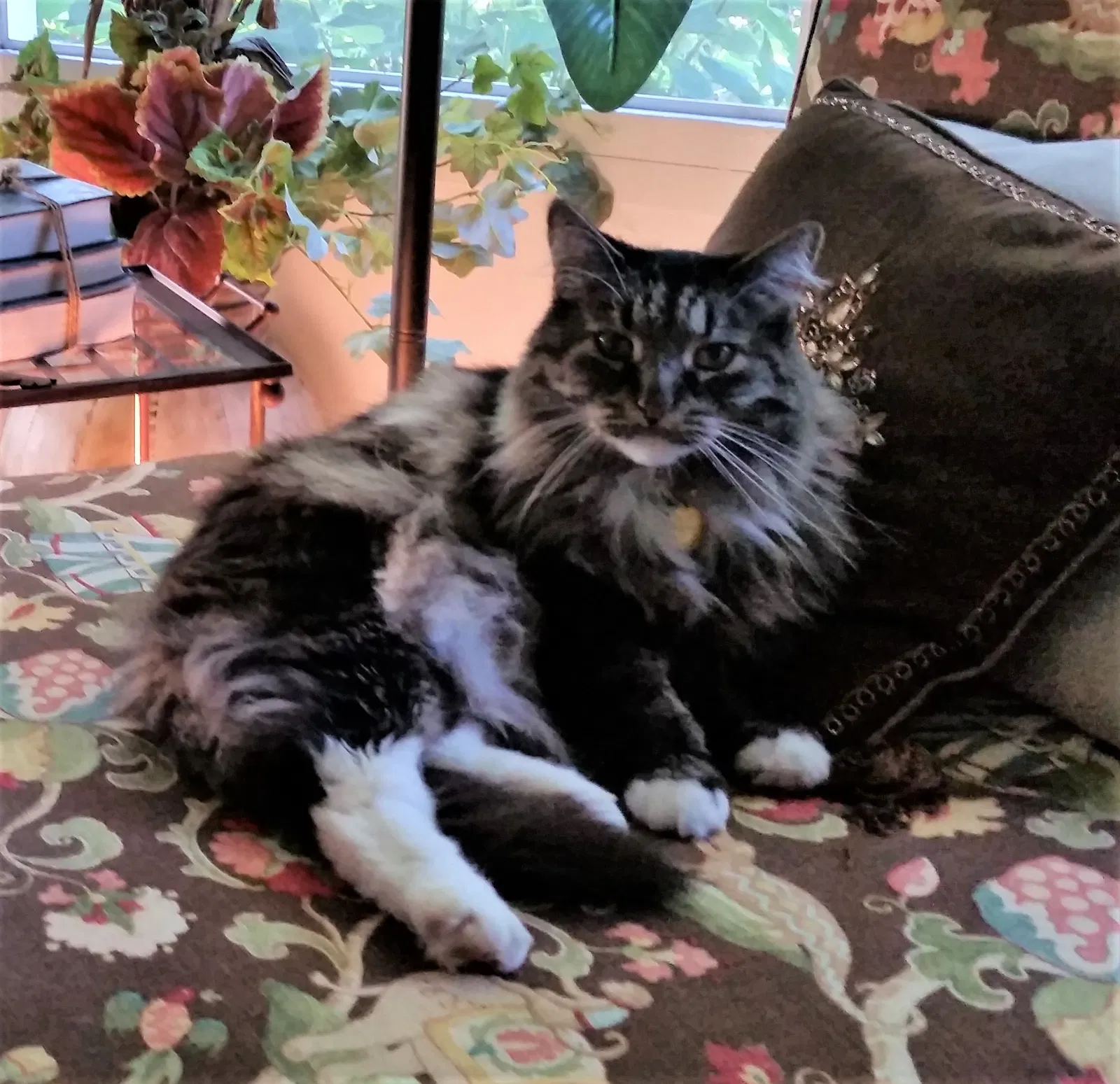 Lost cat in Grand Rapids, MI, 49506