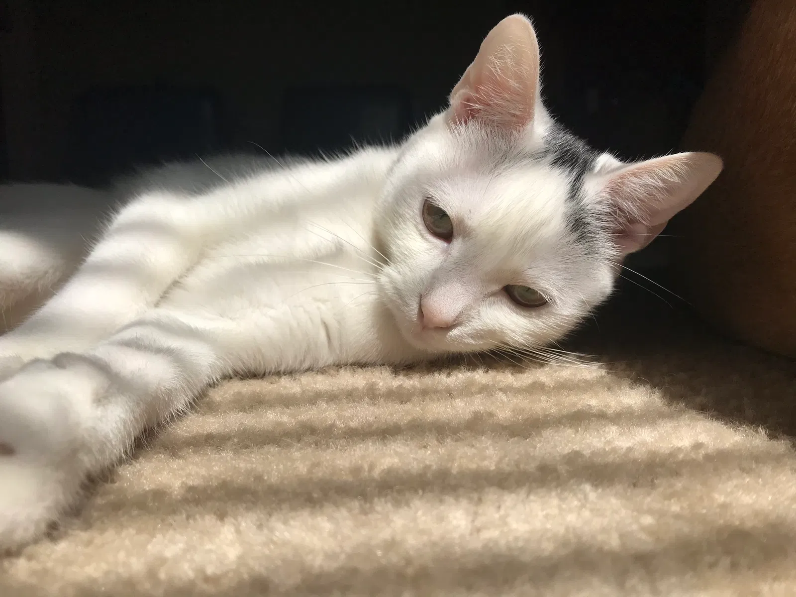 Lost cat in Rockledge, FL, 32955