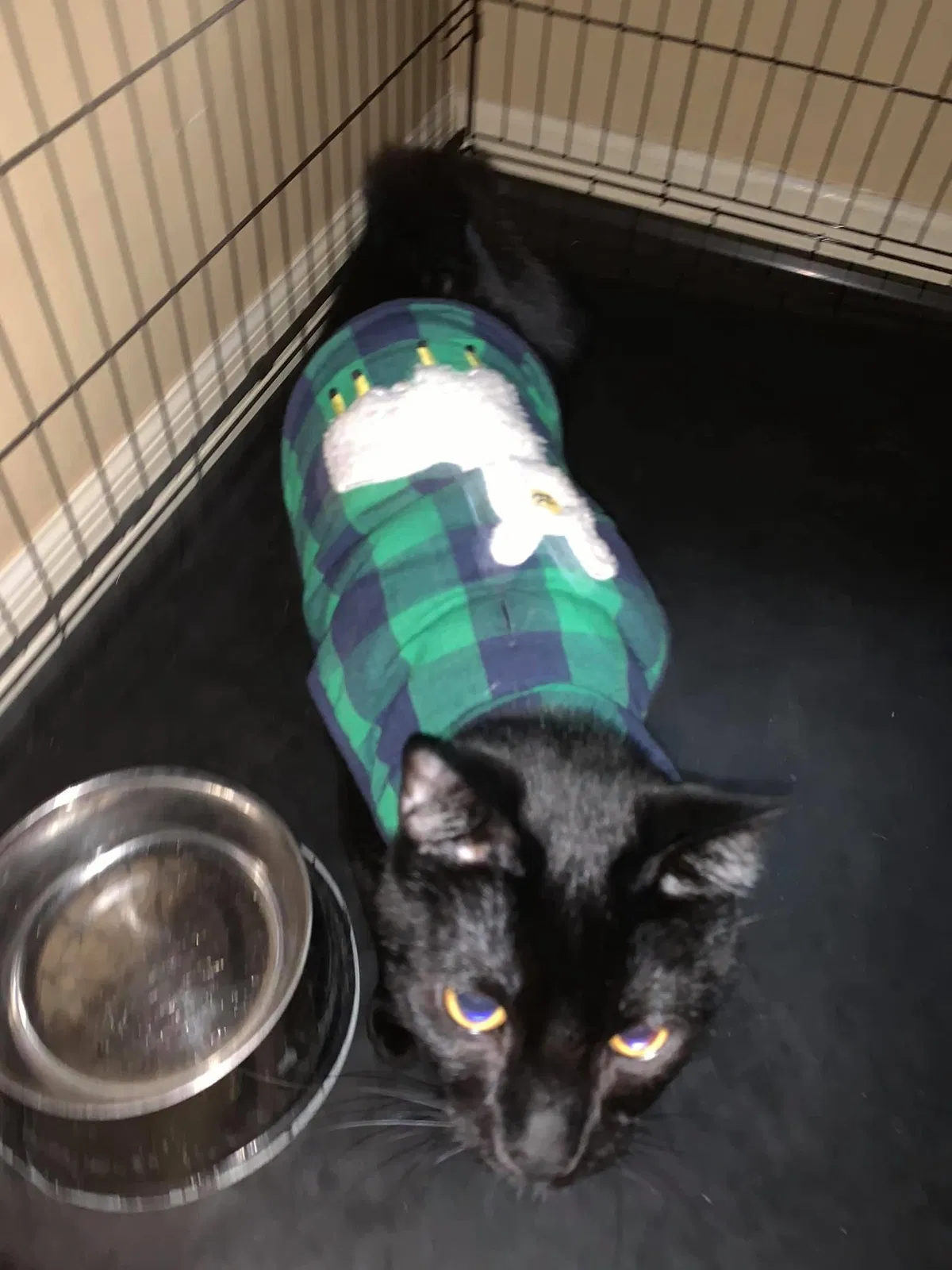 Lost cat in Kissimmee, FL, 34747