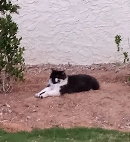 Lost cat in Chandler, AZ, 85224