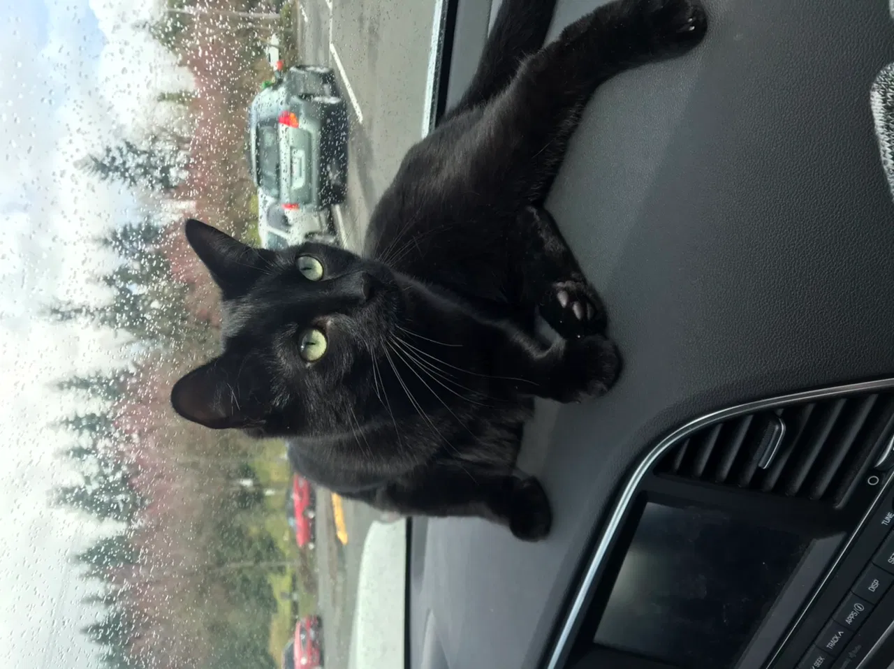 Lost cat in Renton, WA, 98056
