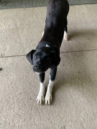 Lost dog in Millville, MN, 55957