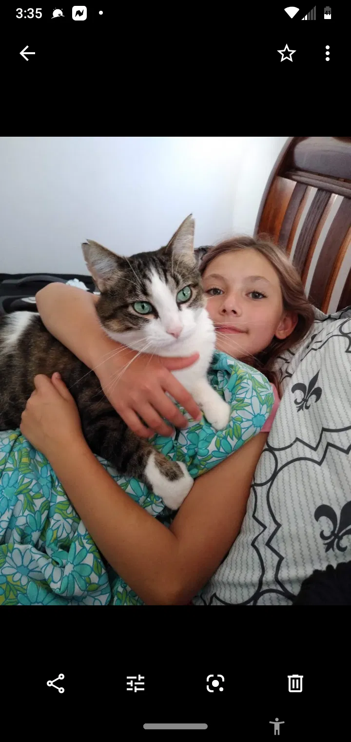 Lost cat in Maple Valley, WA, 98038
