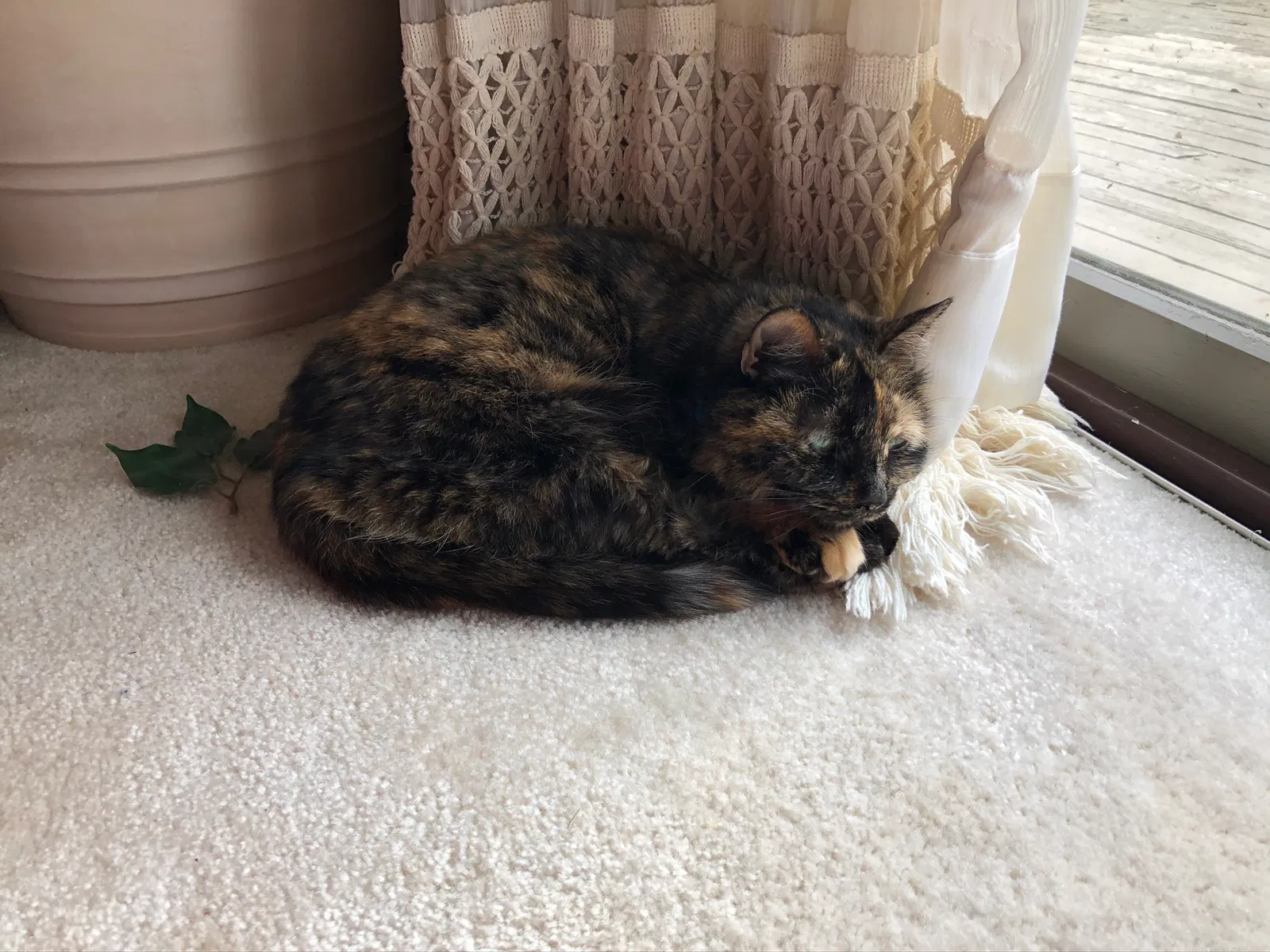 Lost cat in Dayton, OH, 45458