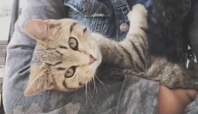 Lost cat in Loveland, CO, 80537
