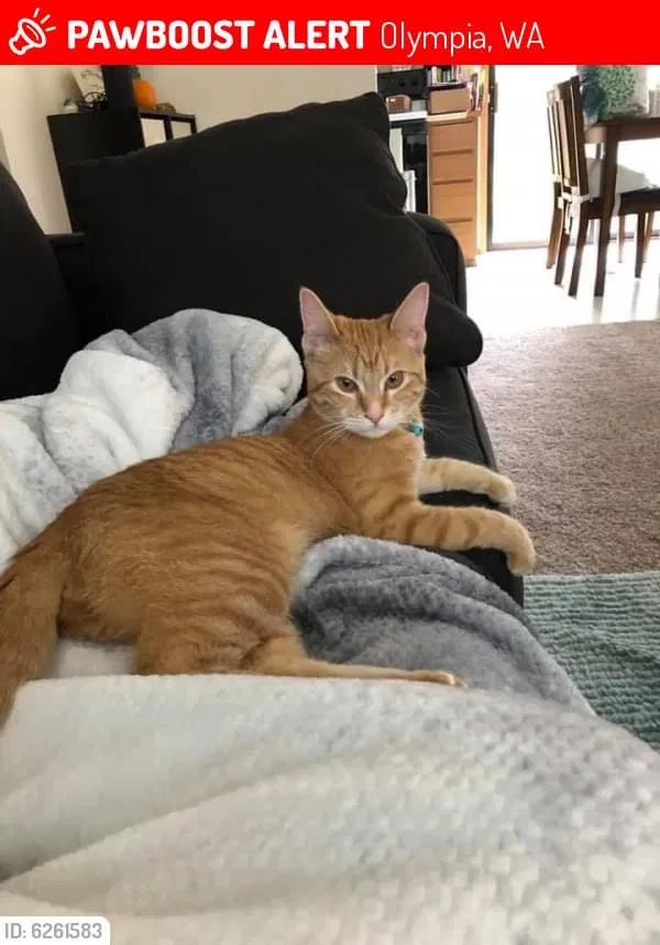Lost cat in Olympia, WA, 98501