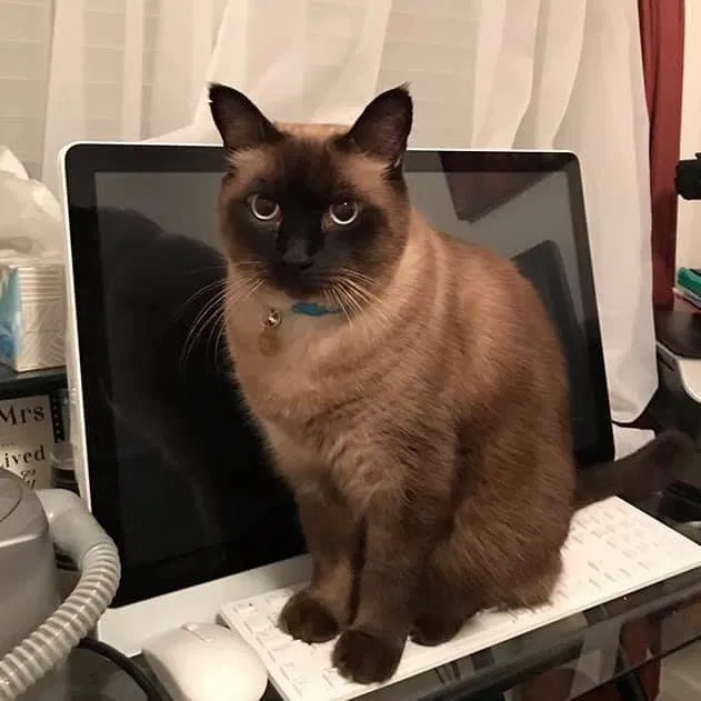 Lost cat in Rocklin, CA, 95765