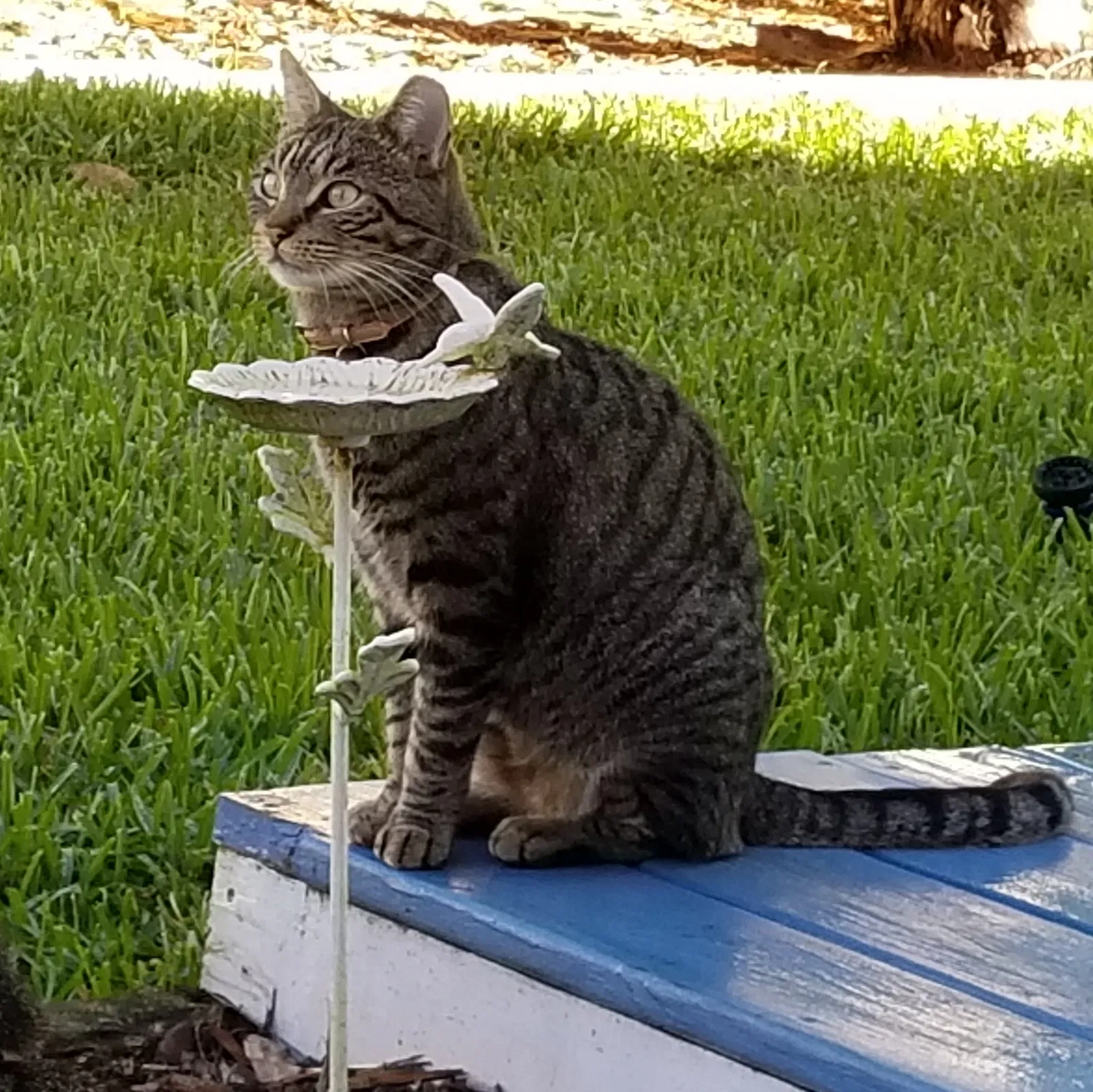 Lost cat in Sanford, FL, 32771