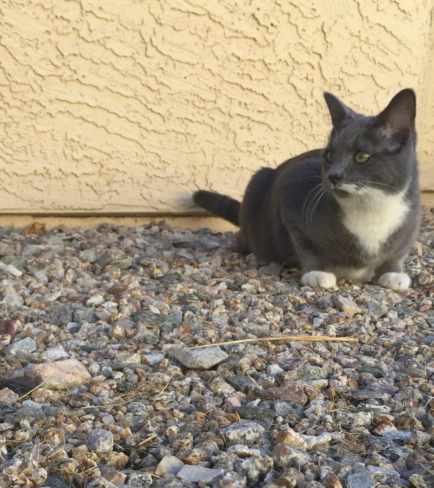 Lost cat in Phoenix, AZ, 85048
