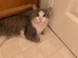 Lost cat in San Jose, CA, 95136