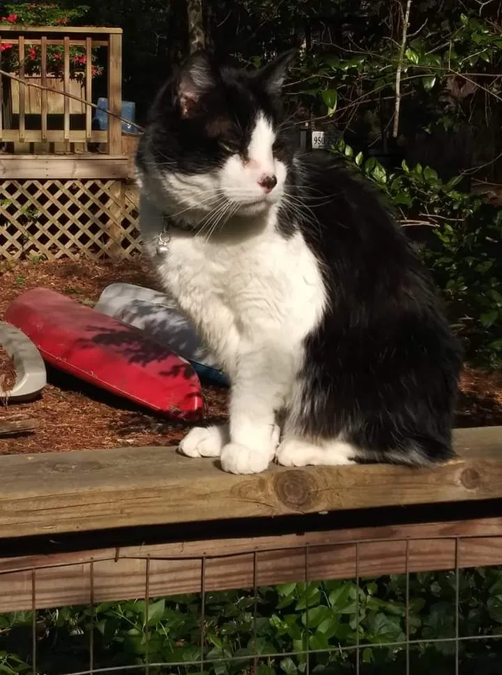 Lost cat in Midlothian, VA, 23112