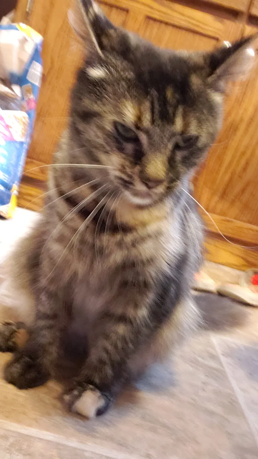 Lost cat in Massillon, OH, 44647