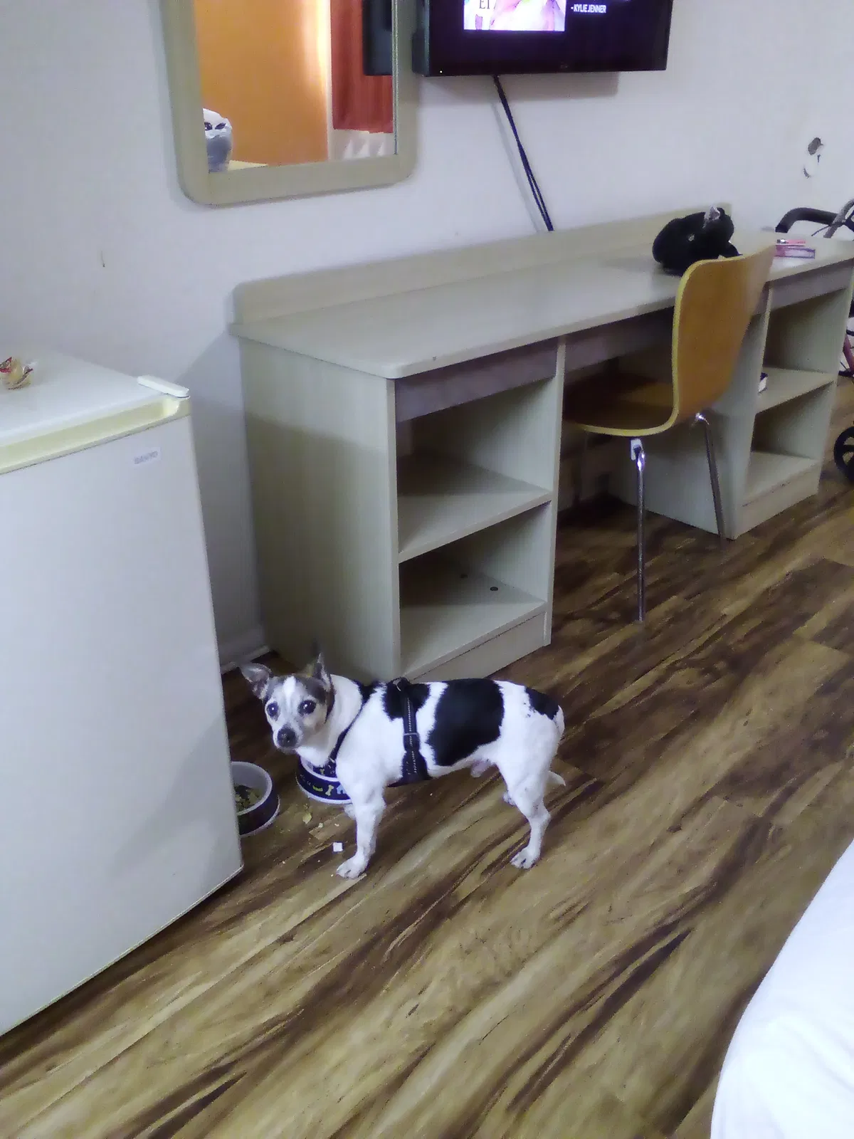 Lost dog in Chattanooga, TN, 37412