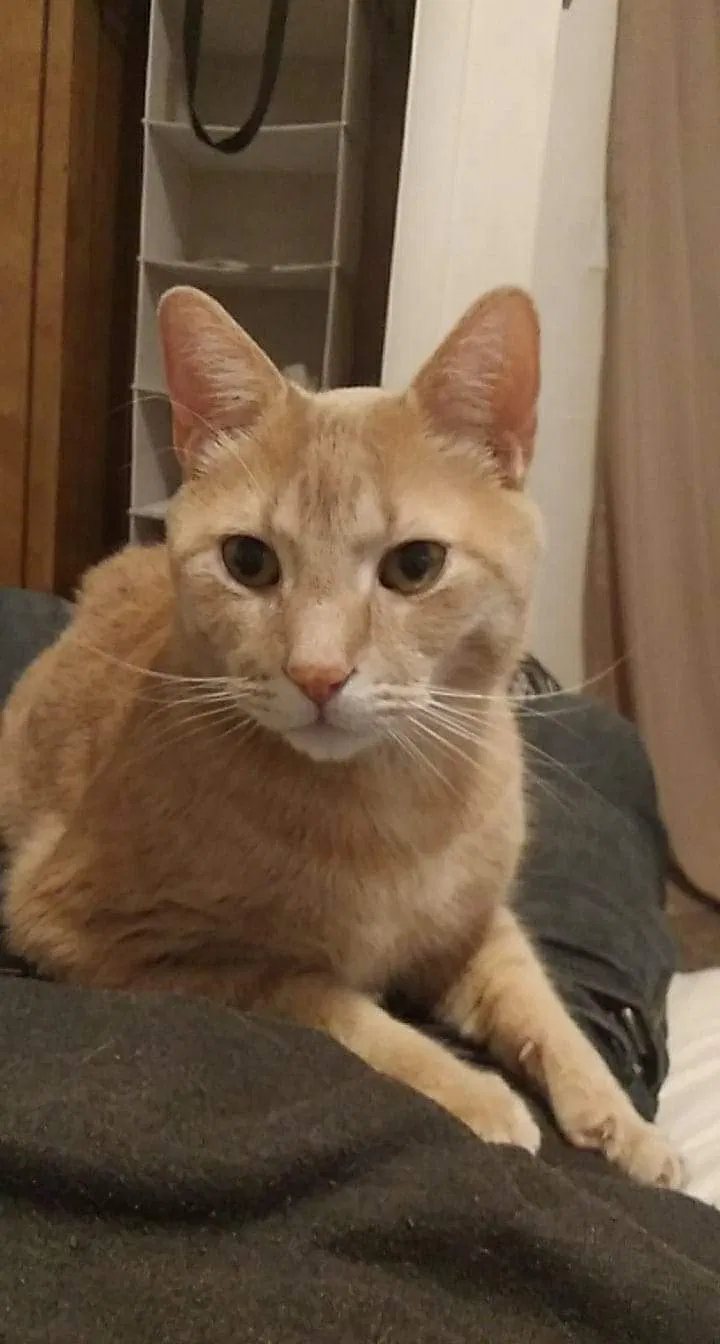 Lost cat in Idaho Falls, ID, 83404