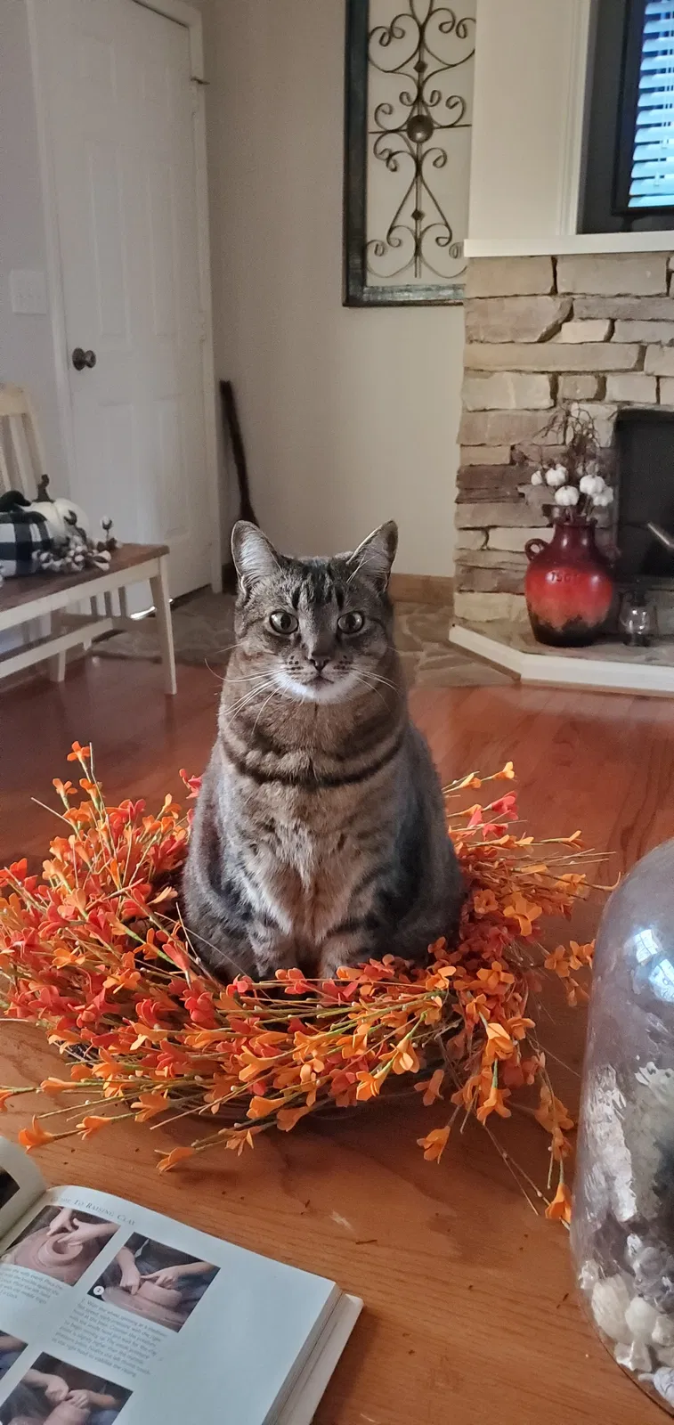 Lost cat in Huntersville, NC, 28078