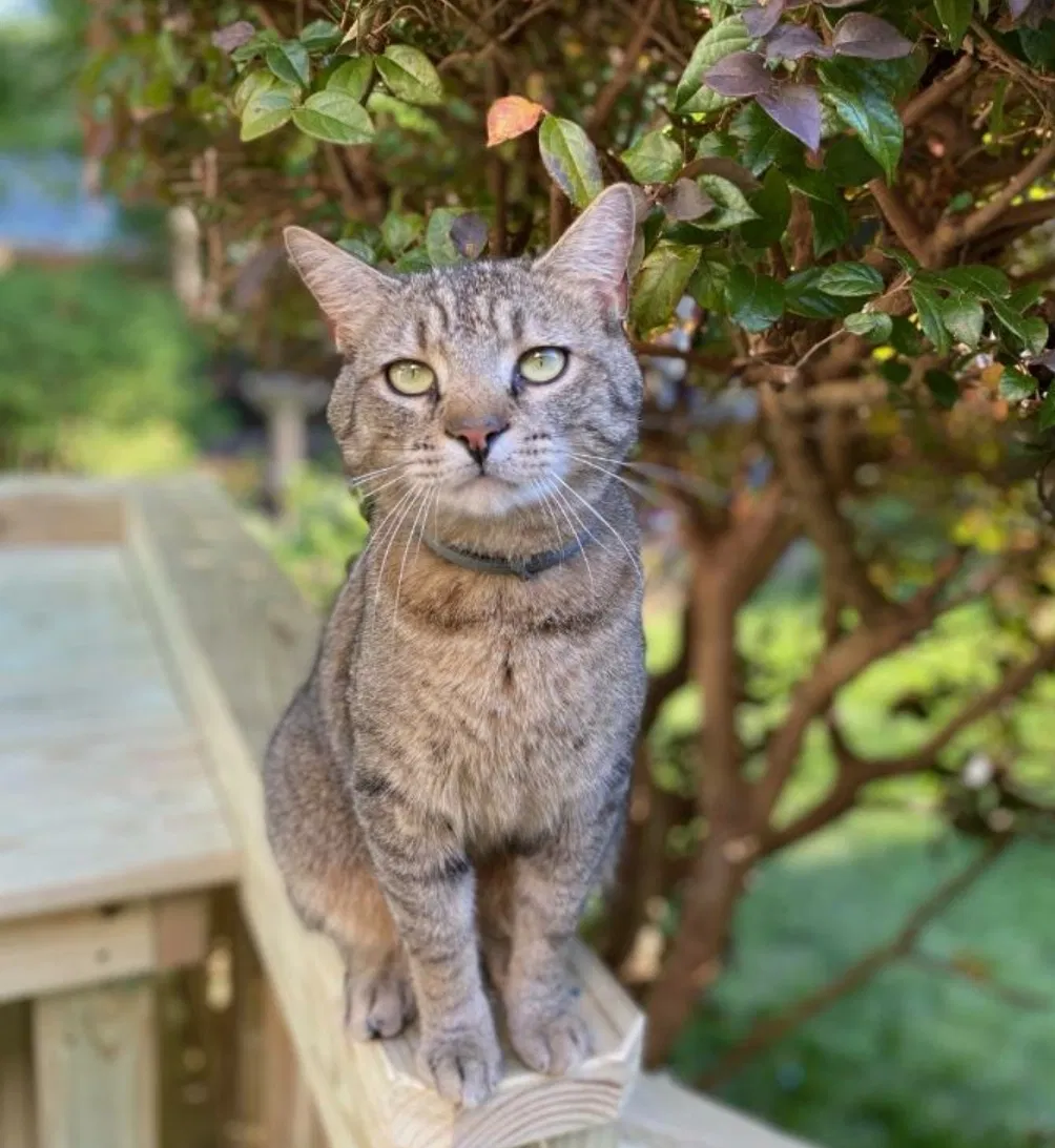 Lost cat in Chesapeake, VA, 23322