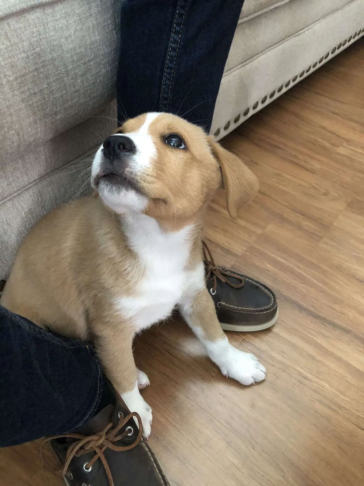 Lost dog in Tucson, AZ, 85706