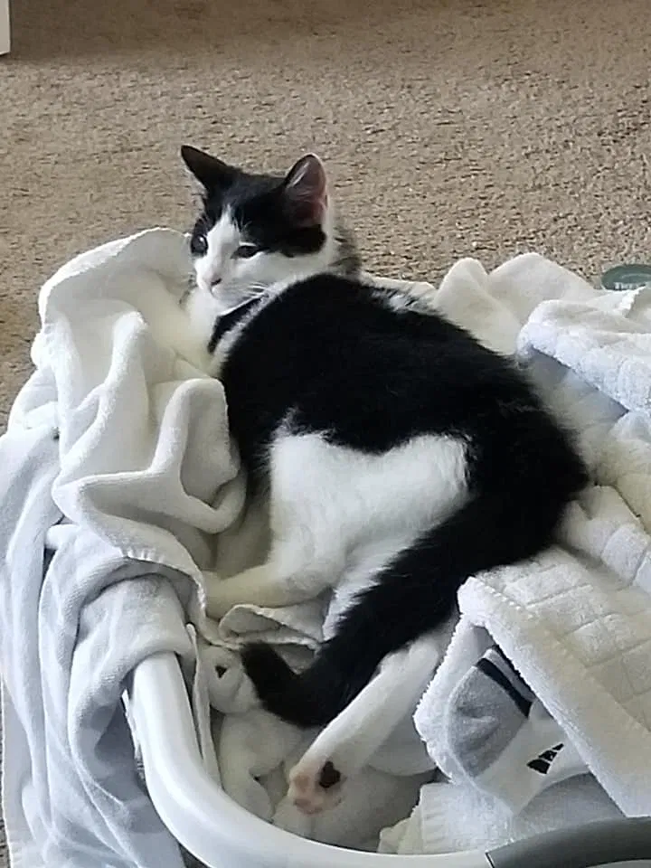 Lost cat in Bremerton, WA, 98310