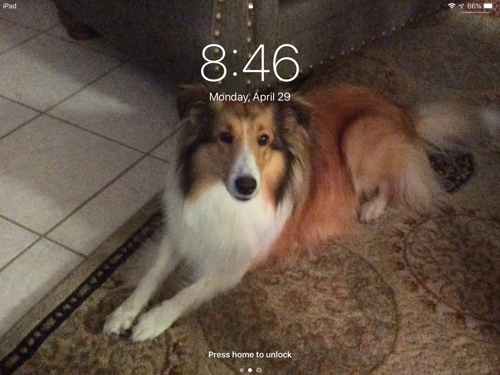 Lost dog in Texarkana, TX, 75503