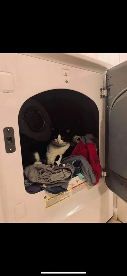 Lost cat in Ballston Spa, NY, 12020