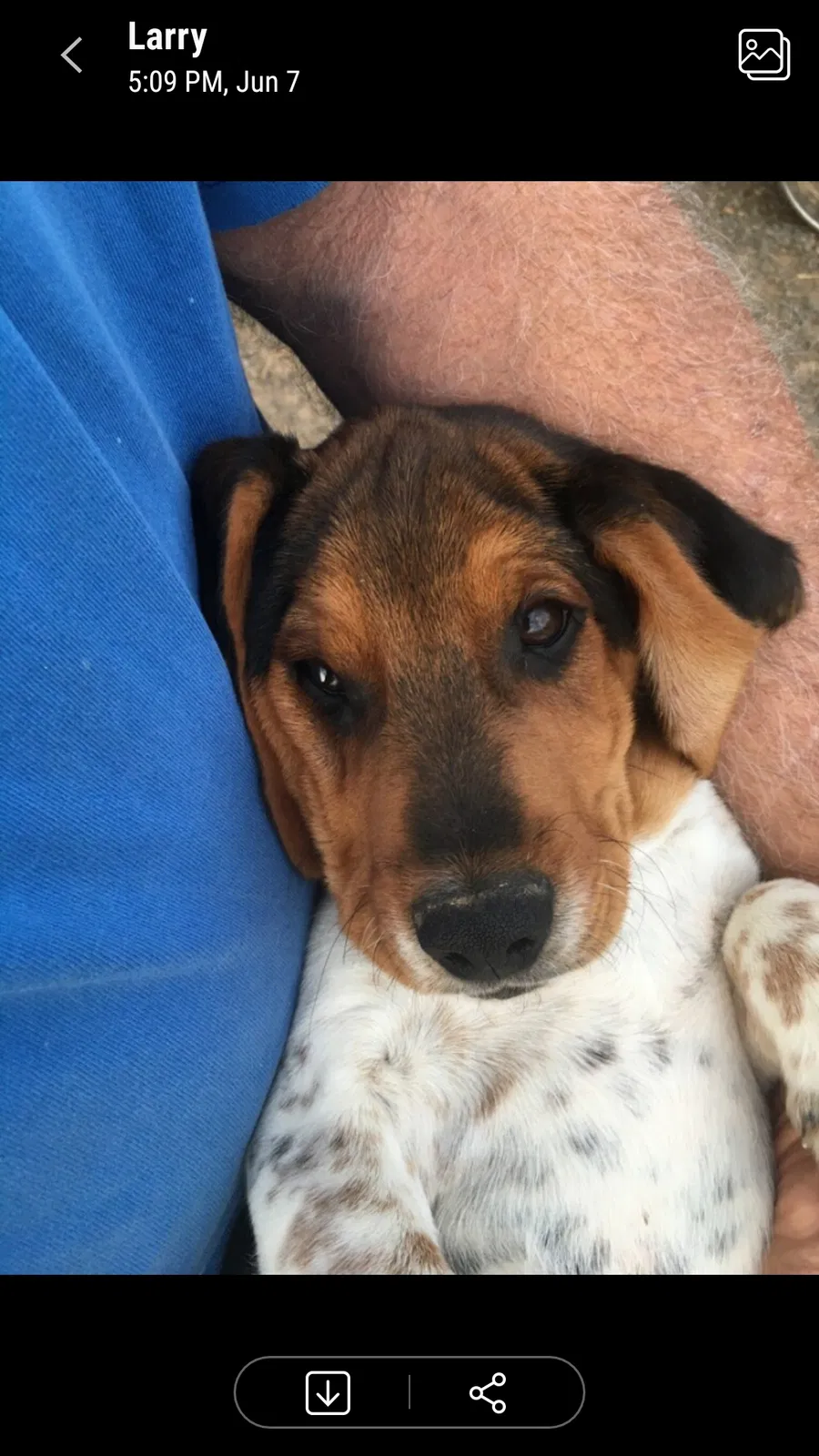 Lost dog in Southside, TN, 37171
