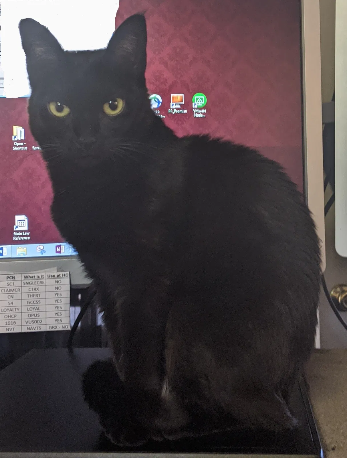 Lost cat in Phoenix, AZ, 85014