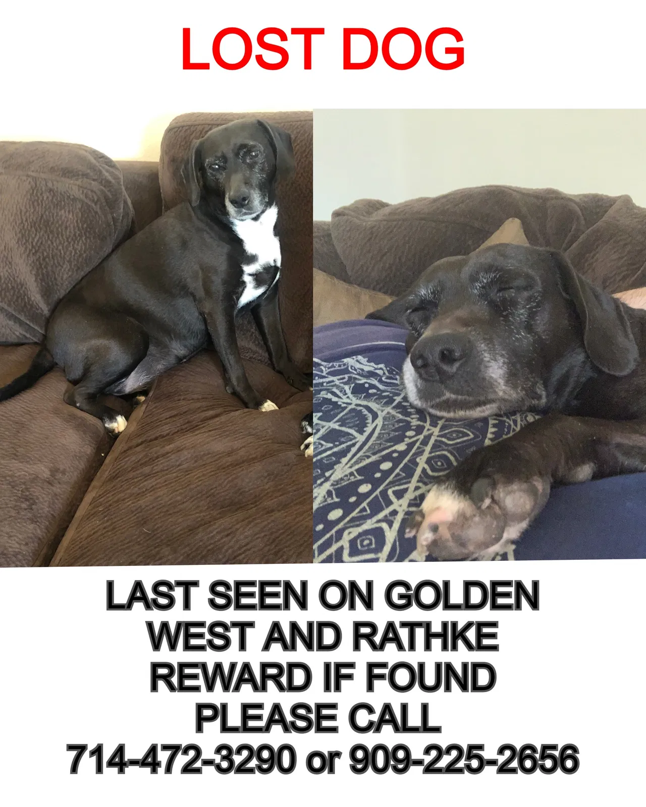 Lost dog in Riverside, CA, 92509