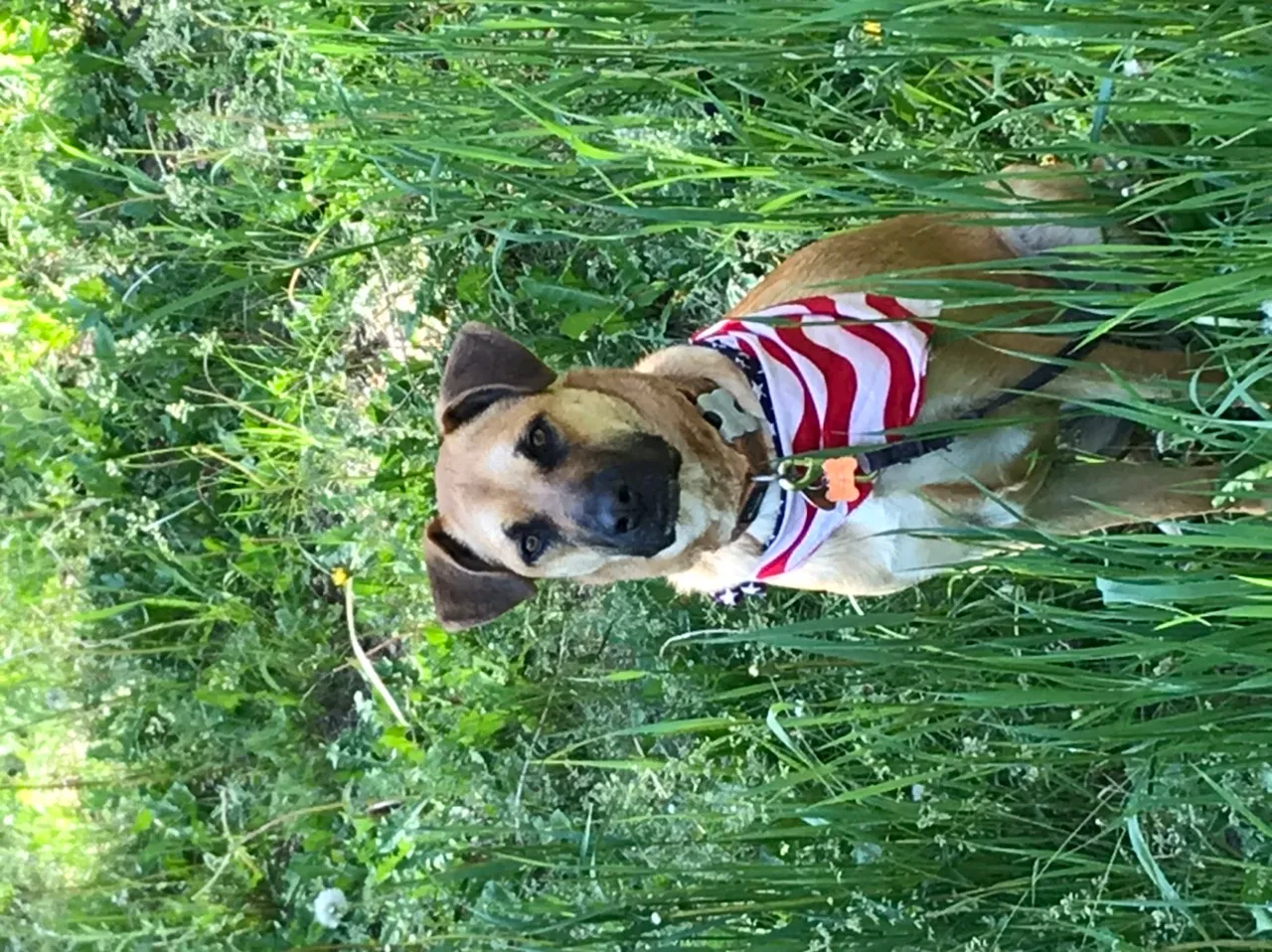 Lost dog in Denver, CO, 80228