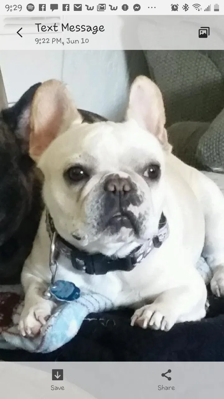 Lost dog in Grover Beach, CA, 93433
