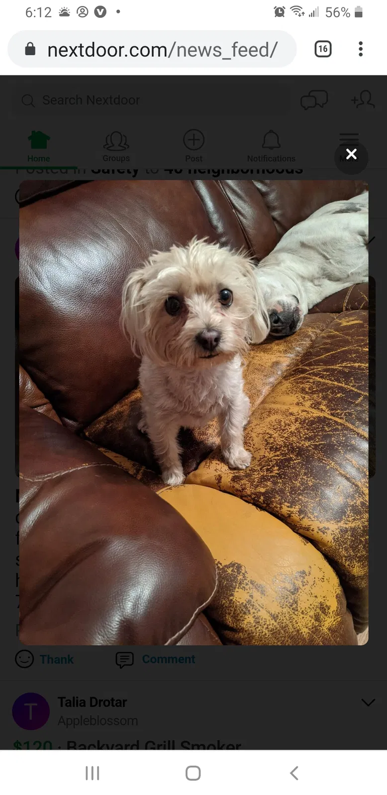 Lost dog in Westminster, CO, 80030